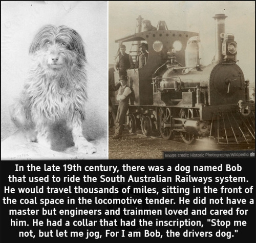 cool facts - In the late 19th century, there was a dog named Bob that used to ride the South Australian Railways system. He would travel thousands of miles, sitting in the front of the coal space in the locomotive tended