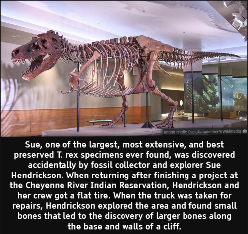 cool facts - Sue, one of the largest, most extensive, and best preserved T. rex specimens ever found, was discovered accidentally by fossil collector and explorer Sue Hendrickson. When returning after finishing a