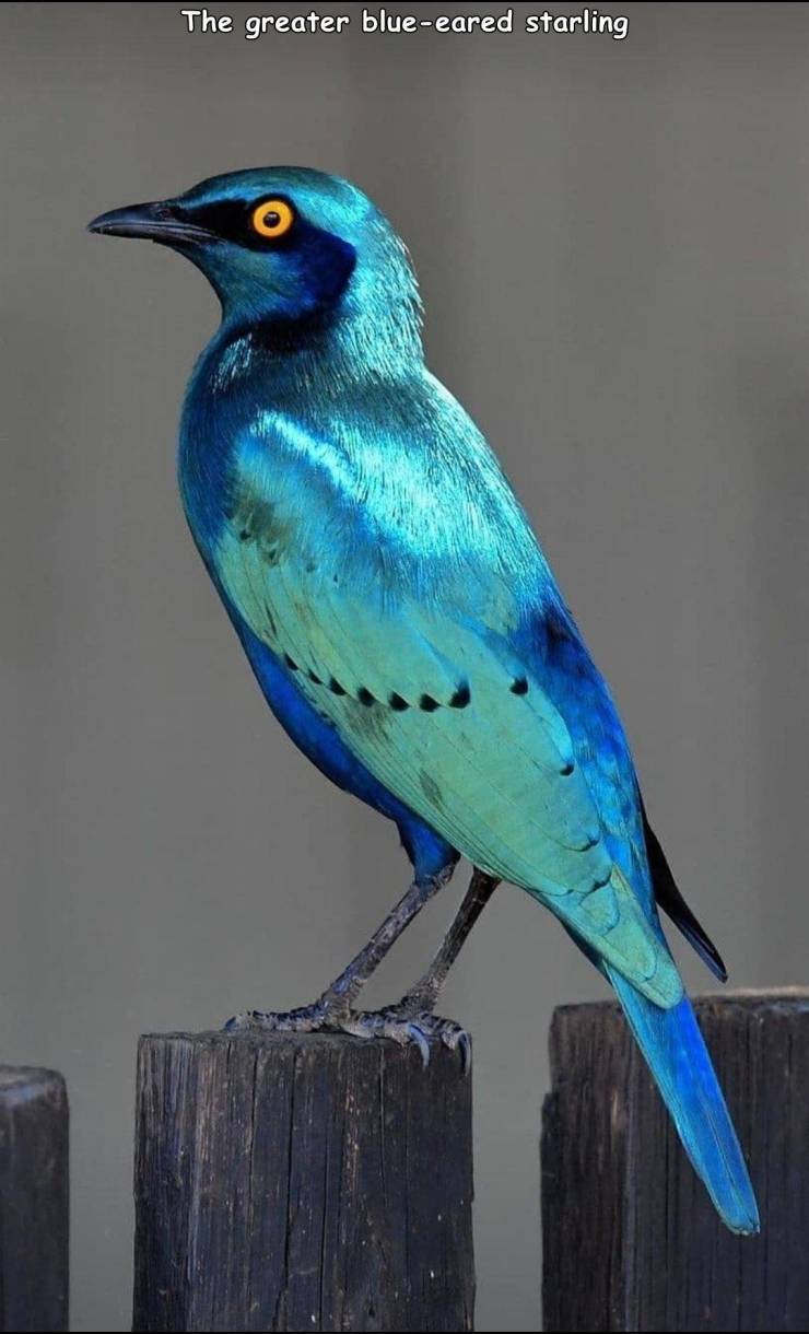 bluebird - The greater blueeared starling