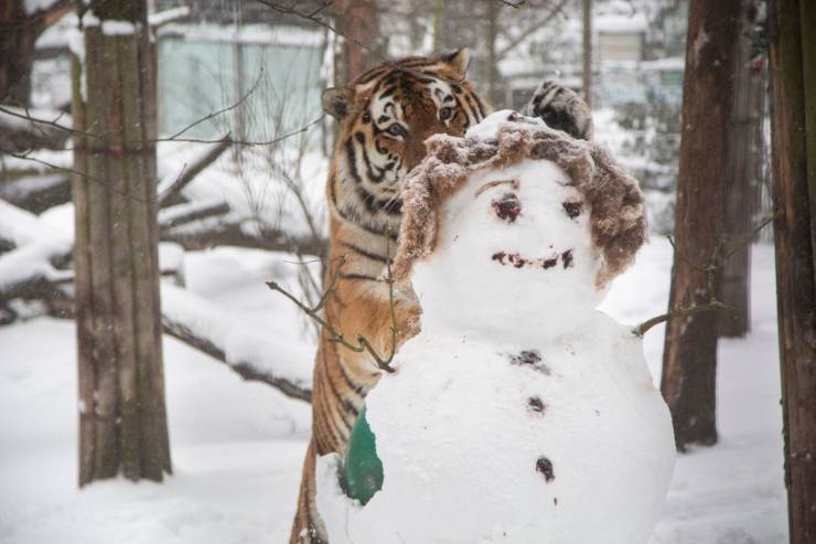 siberian tiger pounces on the snowman