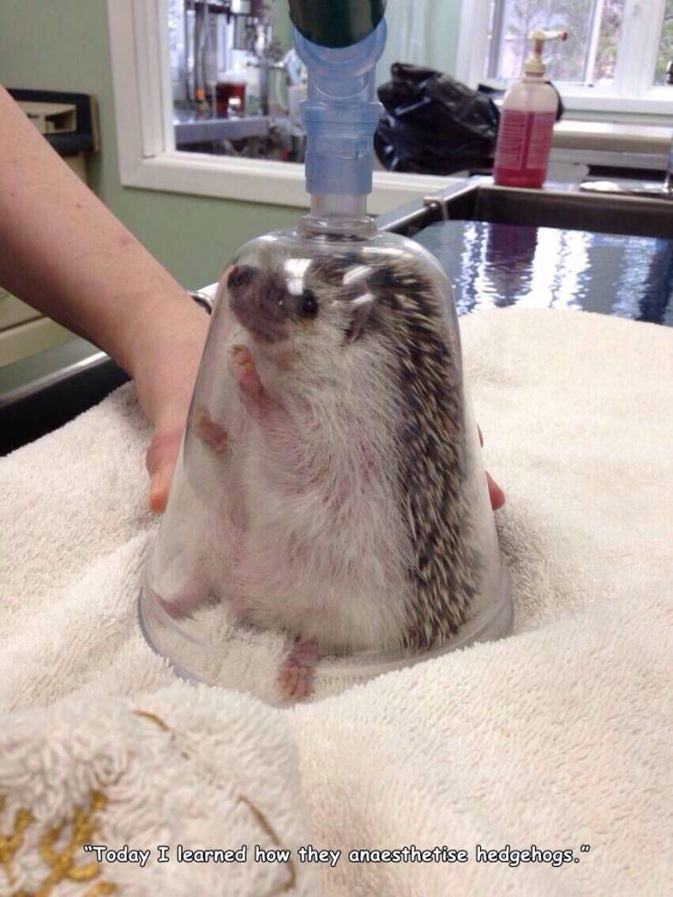 hedgehog at the vet - "Today I learned how they anaesthetise hedgehogs."