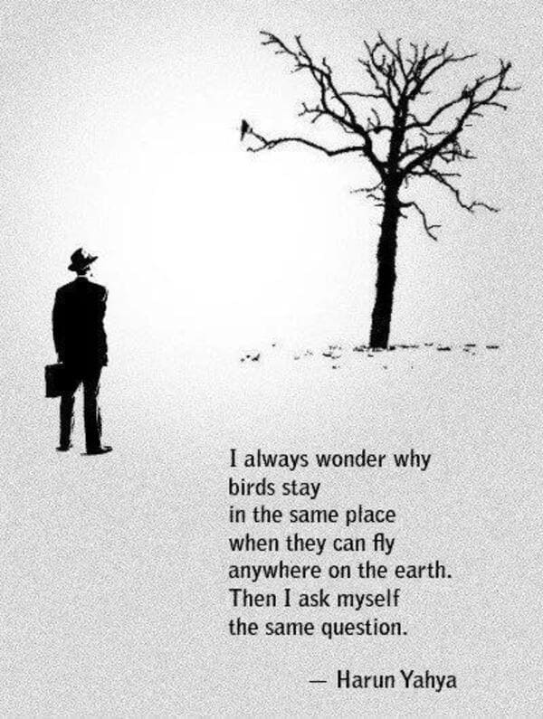 always wonder why birds stay - I always wonder why birds stay in the same place when they can fly anywhere on the earth. Then I ask myself the same question. Harun Yahya