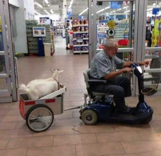 walmart people pets -