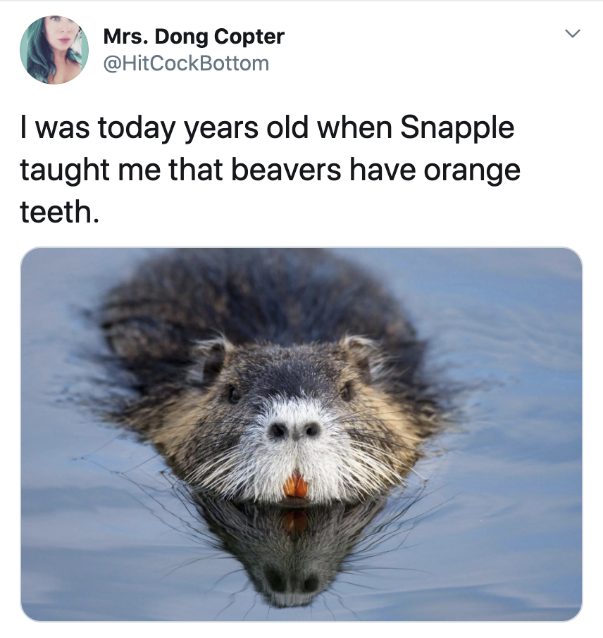 cool fun facts - I was today years old when Snapple taught me that beavers have orange teeth.