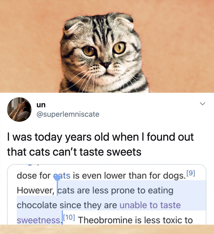 cool fun facts - I was today years old when I found out that cats can't taste sweets dose for cats is even lower than for dogs. 9 However, cats are less prone to eating chocolate since they are unable to taste sweetness.