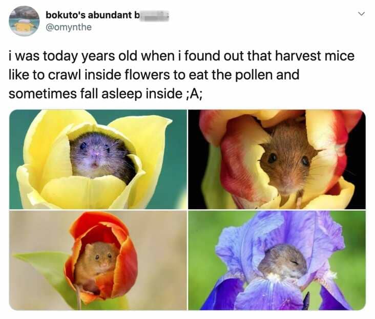 cool fun facts - i was today years old when i found out that harvest mice to crawl inside flowers to eat the pollen and sometimes fall asleep inside