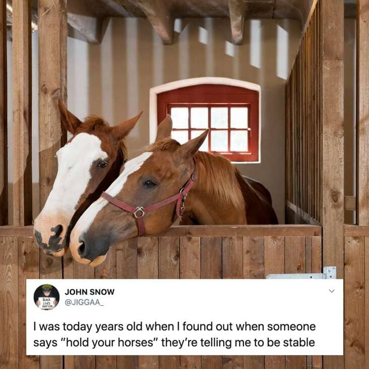 cool fun facts - I was today years old when I found out when someone says hold your horses