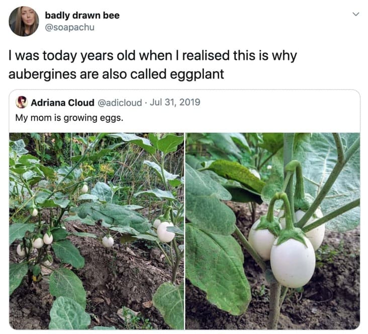 cool fun facts - I was today years old when I realised this is why aubergines are also called eggplant