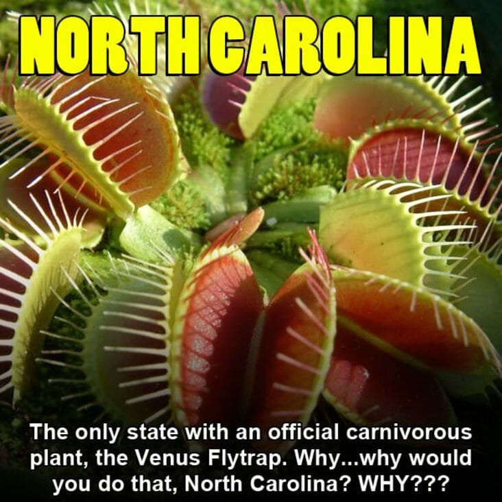 venus fly trap - North Carolina The only state with an official carnivorous plant, the Venus Flytrap. Why...why would you do that, North Carolina? Why???