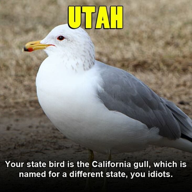 U.S. state - Utah Your state bird is the California gull, which is named for a different state, you idiots.