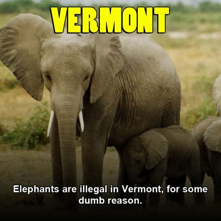 national elephant appreciation day - Vermont Elephants are illegal in Vermont, for some dumb reason.