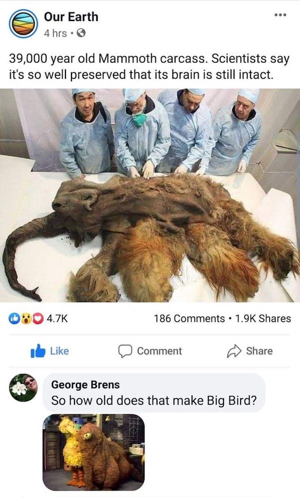 permafrost mammoth - ... Our Earth 4 hrs. 39,000 year old Mammoth carcass. Scientists say it's so well preserved that its brain is still intact. 186 . Comment George Brens So how old does that make Big Bird?