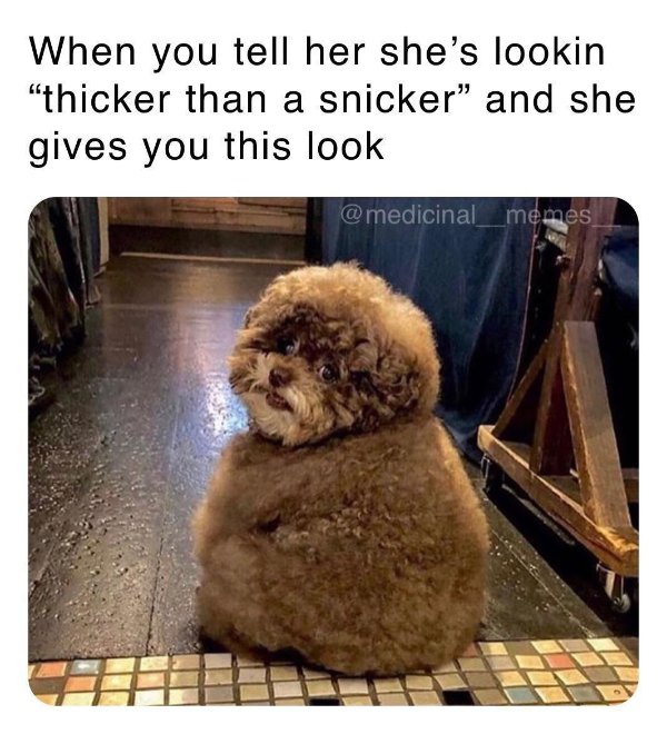 fluffy poodle - When you tell her she's lookin "thicker than a snicker and she gives you this look