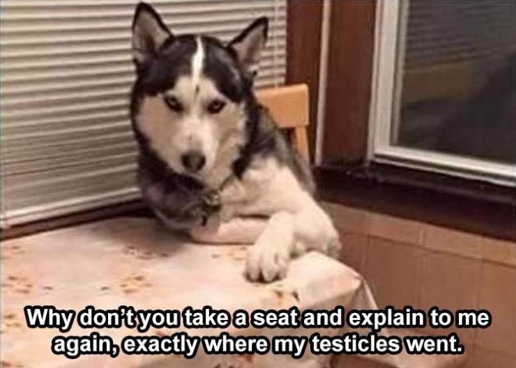 funny siberian husky memes - Why don't you take a seat and explain to me again, exactly where my testicles went.