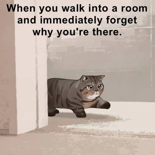 cat - When you walk into a room and immediately forget why you're there.
