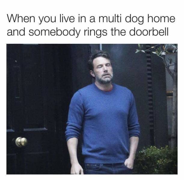 everyone feels after being with family - When you live in a multi dog home and somebody rings the doorbell