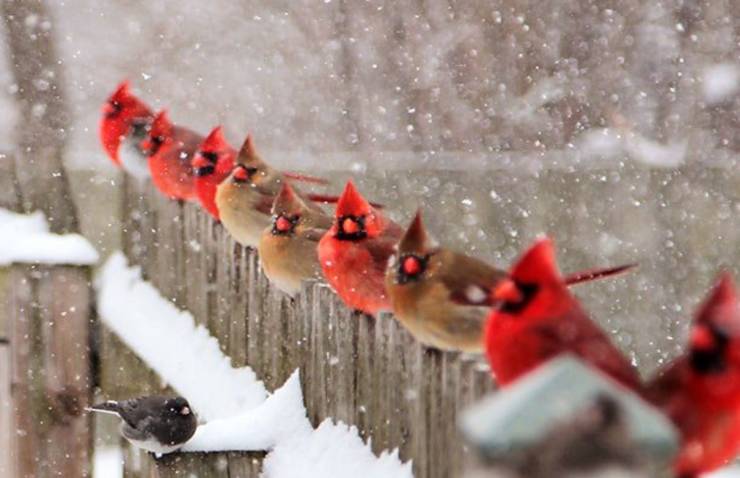 cardinals winter birds