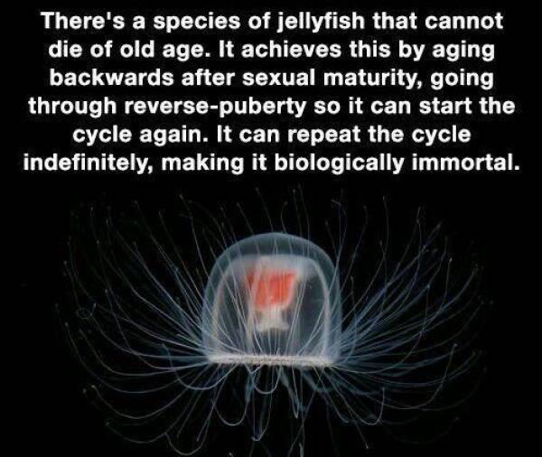immortal jellyfish first - There's a species of jellyfish that cannot die of old age. It achieves this by aging backwards after sexual maturity, going through reversepuberty so it can start the cycle again. It can repeat the cycle indefinitely, making it 