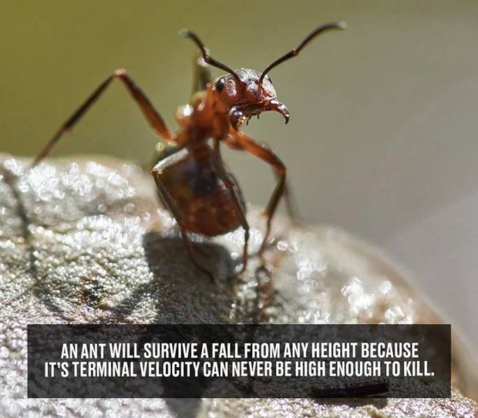 Ant - Cas An Ant Will Survive A Fall From Any Height Because It'S Terminal Velocity Can Never Be High Enough To Kill.