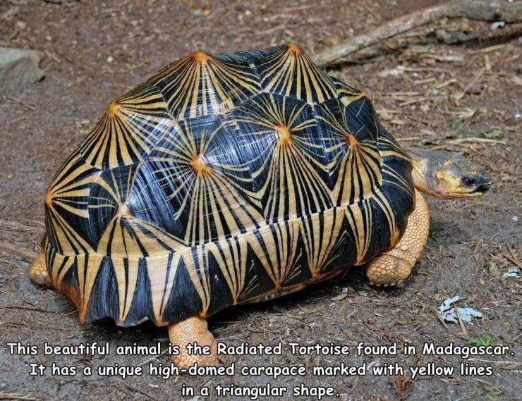 turtle shell hexagons in nature - ay This beautiful animal is the Radiated Tortoise found in Madagascar. It has a unique highdomed carapace marked with yellow lines in a triangular shape.