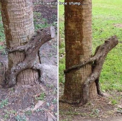 trees that look like something else - This weird tree stump...