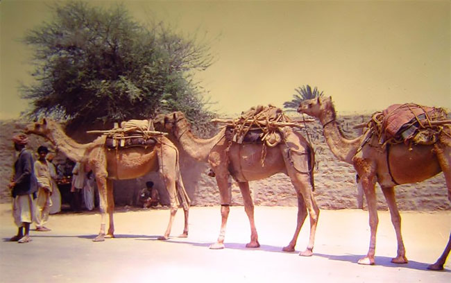 arabian camel