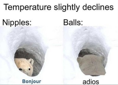 coffee poop meme - Temperature slightly declines Nipples Balls Bonjour adios