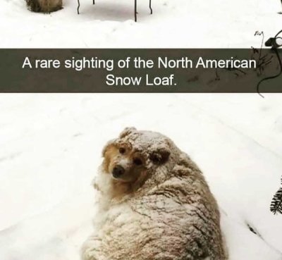 laugh till funny animal memes - A rare sighting of the North American Snow Loaf.