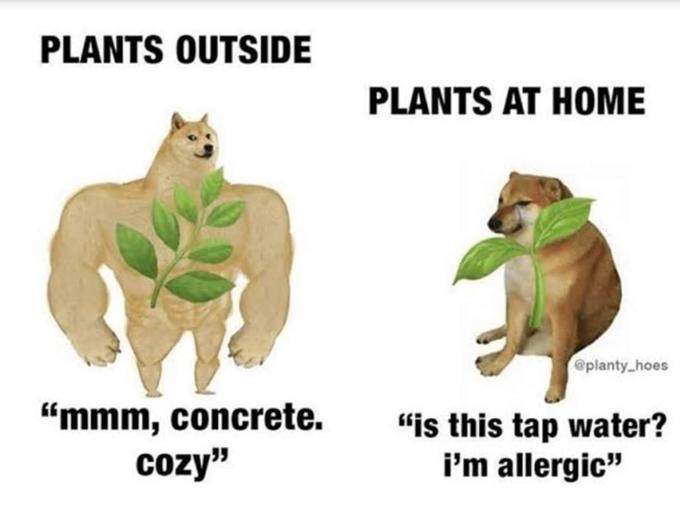 funny memes - doge plant meme - Plants Outside Plants At Home mmm concrete cozy. is this tap water? I'm alergic