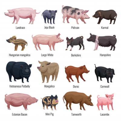 mini pig - Landrace Jeju Black Pietrain Karmal Hungarian mangalica Large White Berkshire Hampshire Vietnamese Potbelly Mangalica Duroc Cornwall Estonian Bacon Mini Pig Tamworth Lacombe