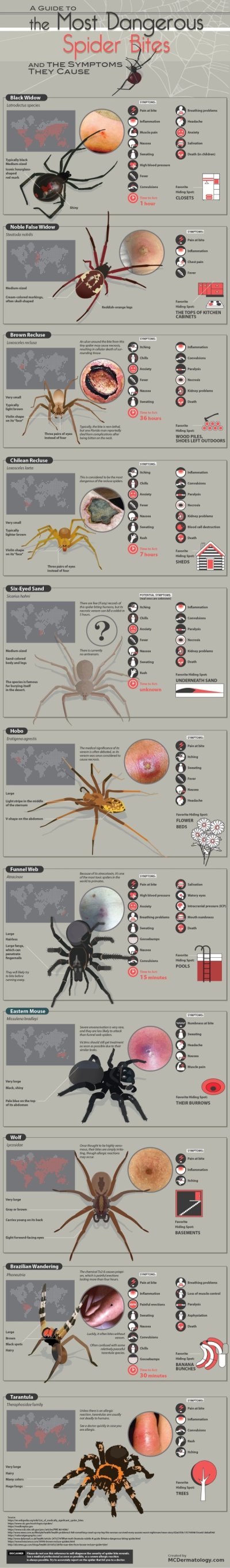 different types of spider bites - A Guide To the Most Dangerous Spider Bites And The Symptoms They Cause Black Widow Latrodectus species Symptoms Paint trigram Murdepan Any Salvation 00000000 Sweating Death inchi Typically black Meland goedere shaped rema