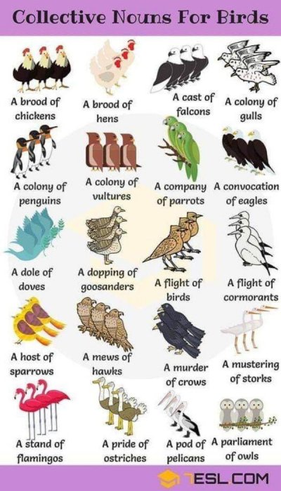 collective nouns for animals - Collective Nouns For Birds A cast of A colony of A brood of chickens A brood of hens falcons gulls tit A colony of A colony of A company A convocation penguins vultures of parrots of eagles A dole of doves A dopping of goosa