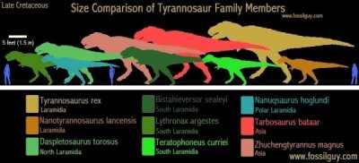 types of t rex - Late Cretaceous Size Comparison of Tyrannosaur Family Members Ster1.5m Tyrannosaurus rex Laramidia Nanotyrannosaurus lancensis Laramie Daspletosaurus torosus North Laramida Bistahieversor sealeyi South Larani Lythronax argestes South Lara