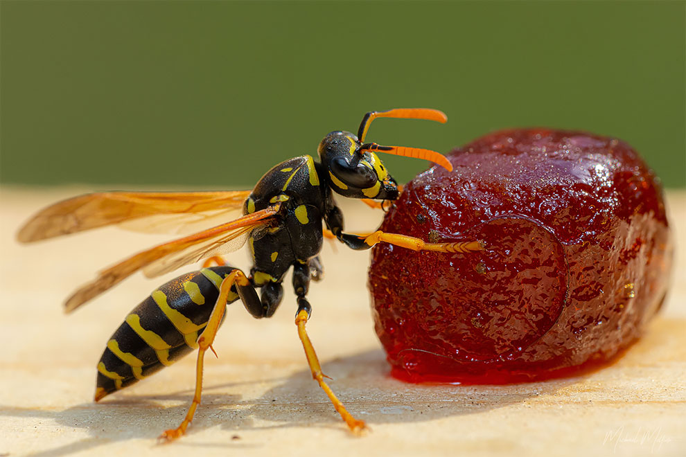 23 Winning Photographs From The World In Macro Contest 2020