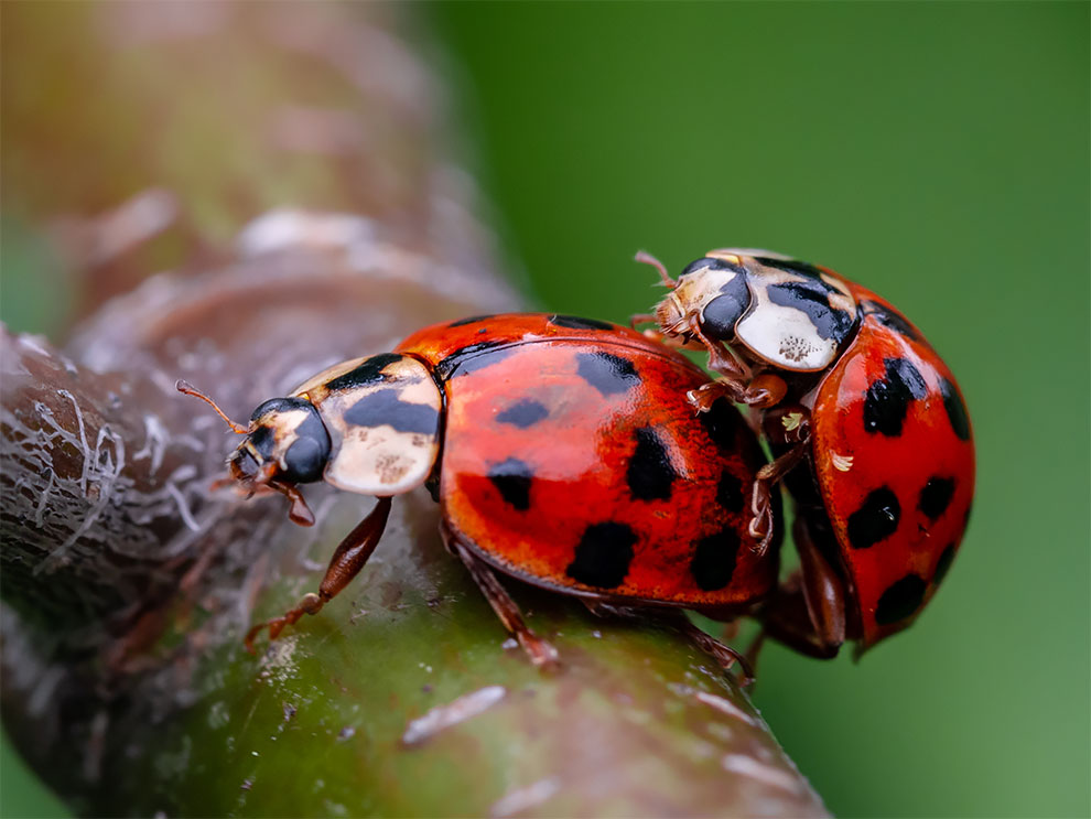 23 Winning Photographs From The World In Macro Contest 2020