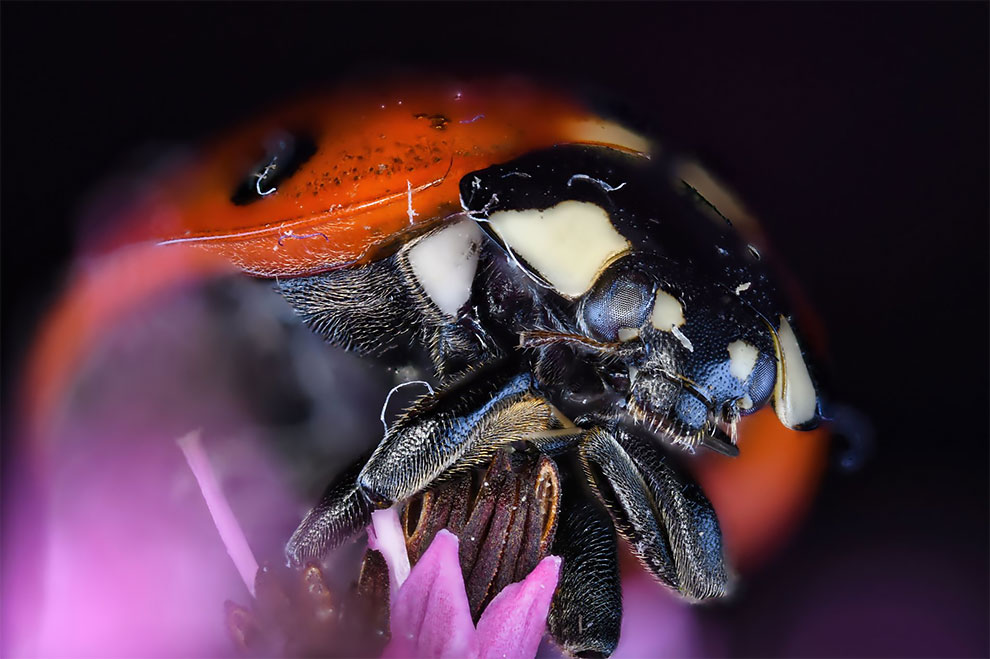 23 Winning Photographs From The World In Macro Contest 2020