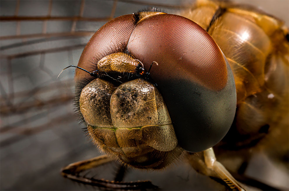 23 Winning Photographs From The World In Macro Contest 2020