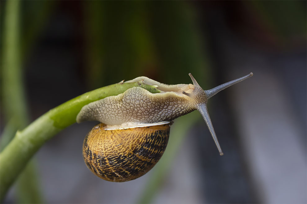 23 Winning Photographs From The World In Macro Contest 2020