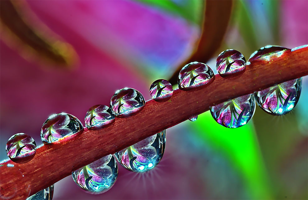 23 Winning Photographs From The World In Macro Contest 2020