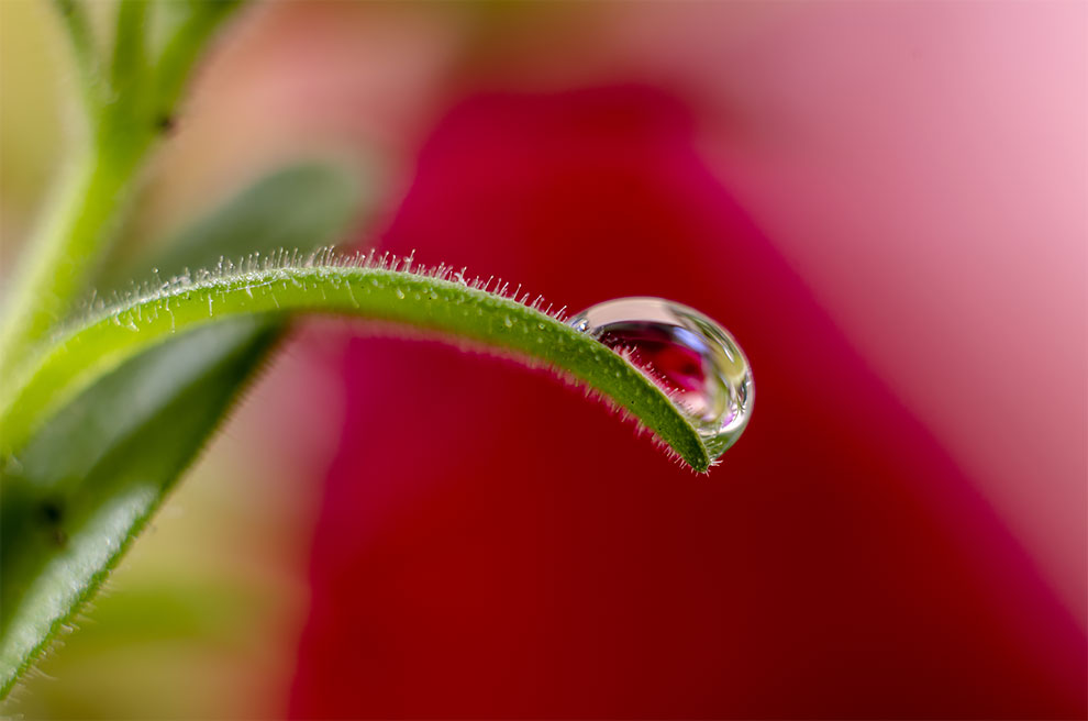 23 Winning Photographs From The World In Macro Contest 2020