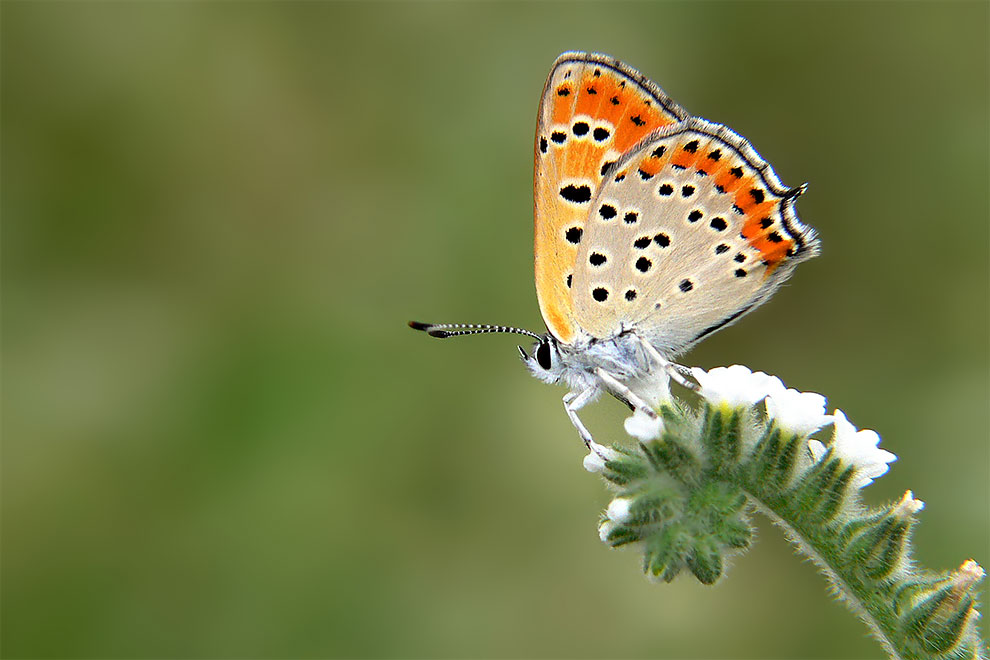 23 Winning Photographs From The World In Macro Contest 2020