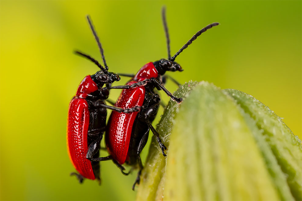 23 Winning Photographs From The World In Macro Contest 2020