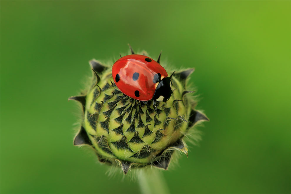 23 Winning Photographs From The World In Macro Contest 2020