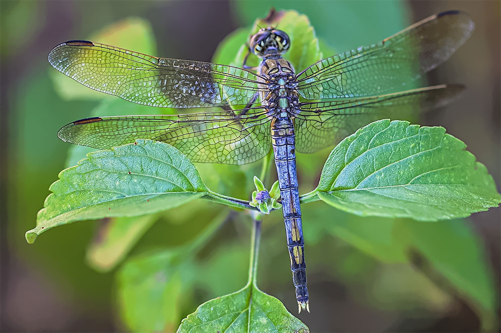 23 Winning Photographs From The World In Macro Contest 2020