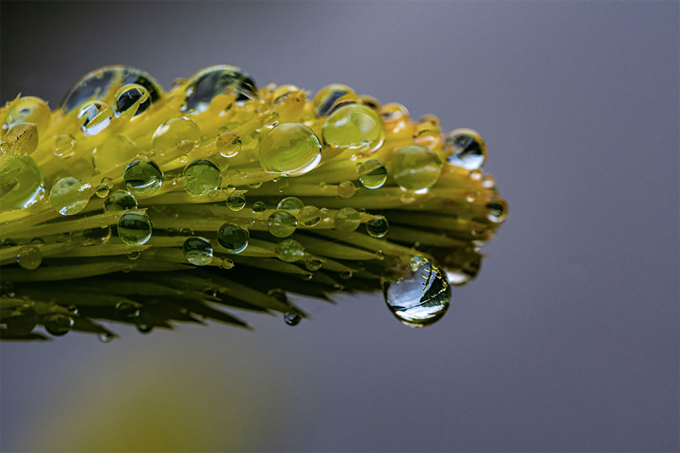 23 Winning Photographs From The World In Macro Contest 2020