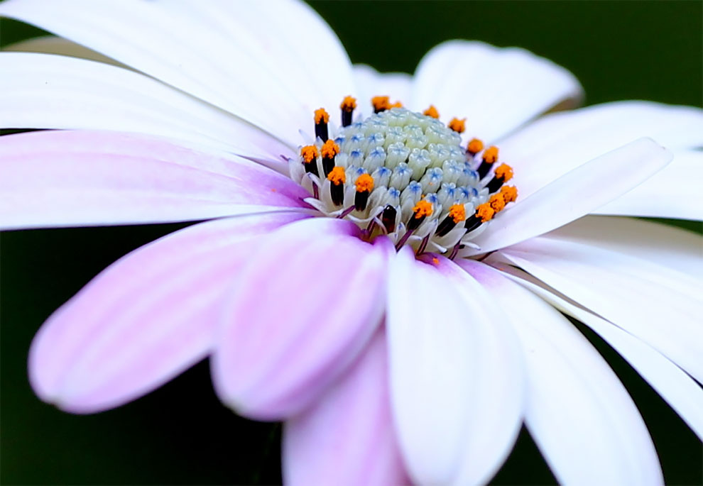 23 Winning Photographs From The World In Macro Contest 2020