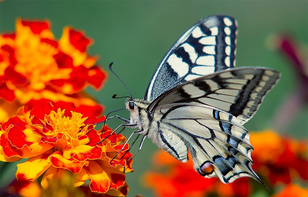 23 Winning Photographs From The World In Macro Contest 2020