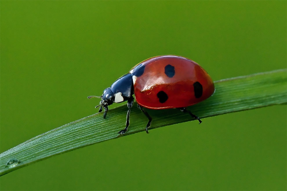 23 Winning Photographs From The World In Macro Contest 2020