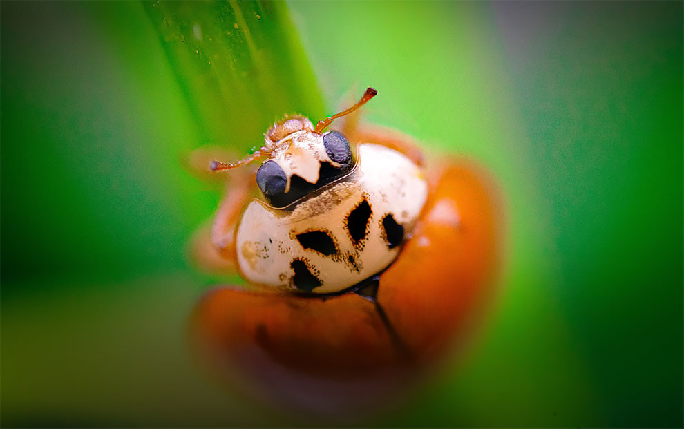 23 Winning Photographs From The World In Macro Contest 2020