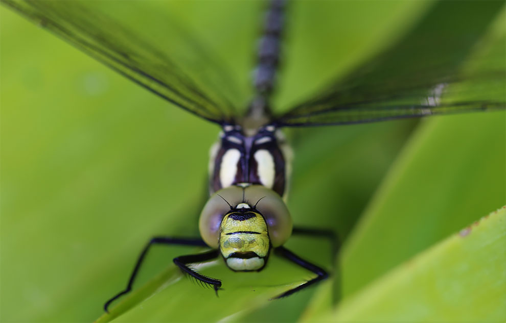 23 Winning Photographs From The World In Macro Contest 2020